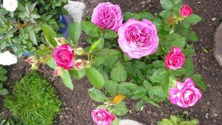 Heidi Klum Rose