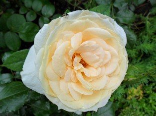 Lions-Rose