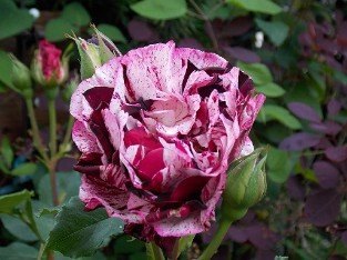 Magdas Rose