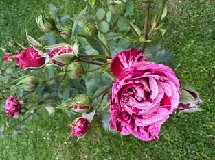 Magdas Rose
