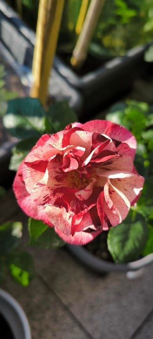 Magdas Rose