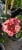 Magdas Rose