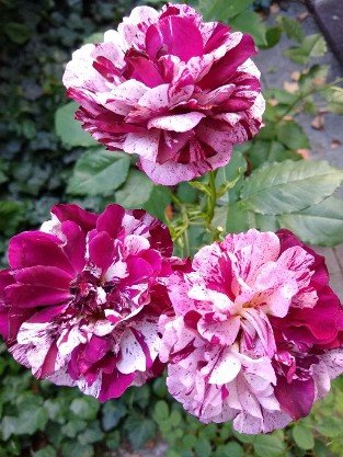 Magdas Rose