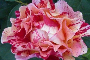 Malerrose 'Maurice Utrillo'