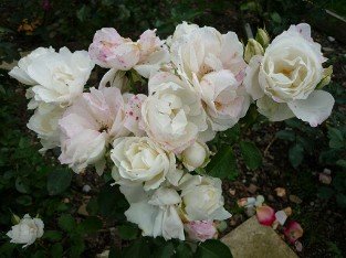 Princess of Wales