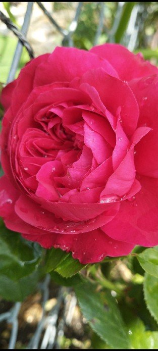 Red Leonardo da Vinci