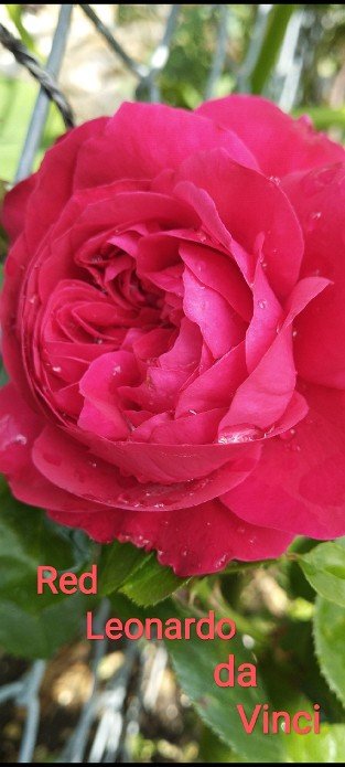 Red Leonardo da Vinci