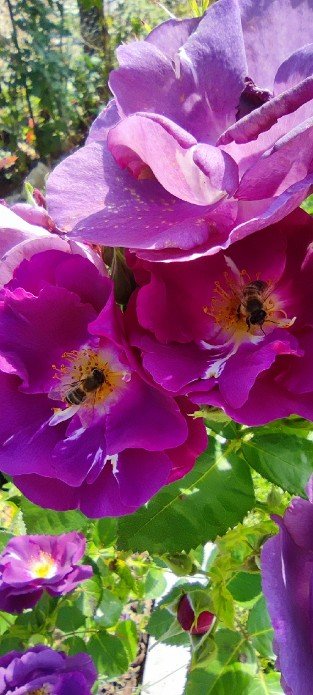 Rhapsody in Blue