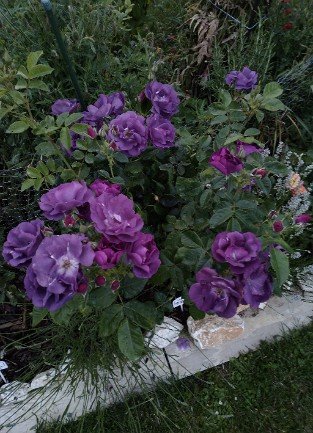 Rhapsody in Blue