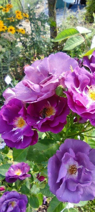 Rhapsody in Blue
