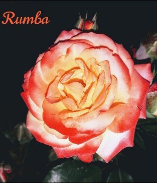 Rumba
