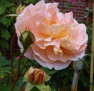 Sangerhäuser Jubiläumsrose