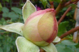 Sangerhäuser Jubiläumsrose