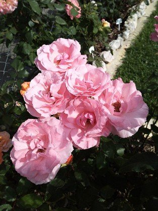 The Queen Elizabeth Rose