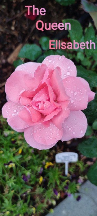 The Queen Elizabeth Rose