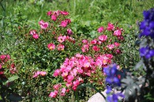 Avalanche Rose 