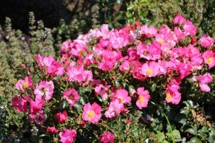Avalanche Rose 