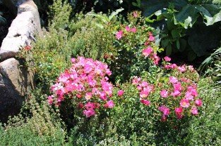Avalanche Rose 