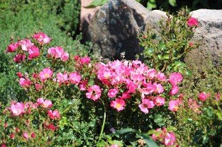Avalanche Rose 