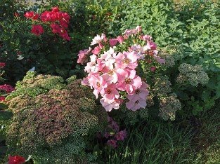 LandFrauen Rose Tantau