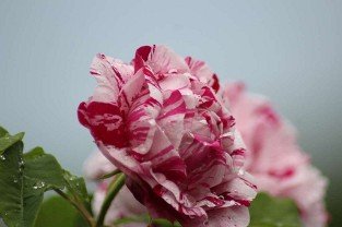 Variegata di Bologna