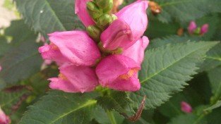 Schildblume, Schlangenkopf