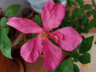 Mutabilis