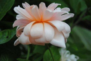 Perle d'Or