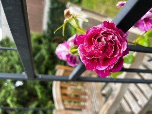 Colibri ® Farbfestival