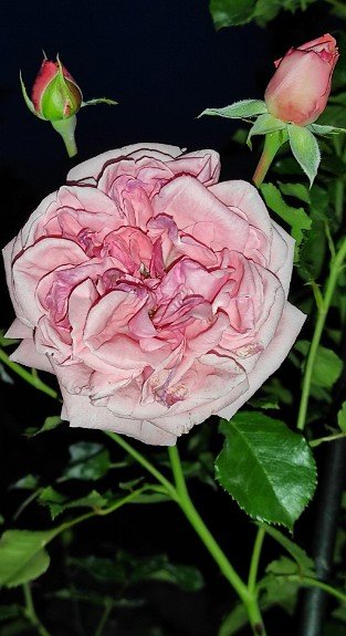 Coral Dawn