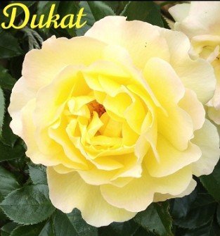 Dukat