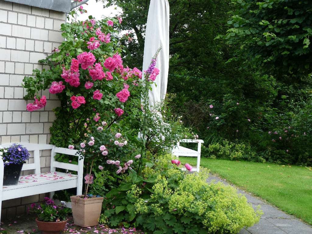 Buy Morning Jewel ® – Climbing Rose – AGEL ROSEN