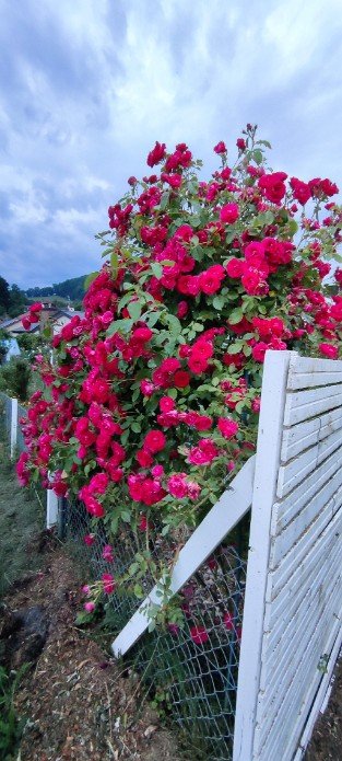 Pauls Scarlet Climber