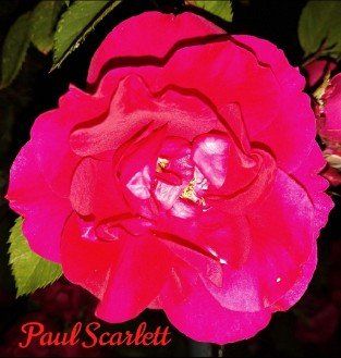 Pauls Scarlet Climber