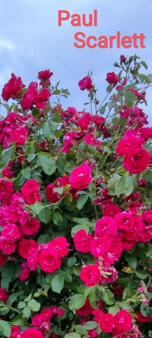 Pauls Scarlet Climber