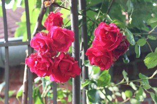 Pauls Scarlet Climber