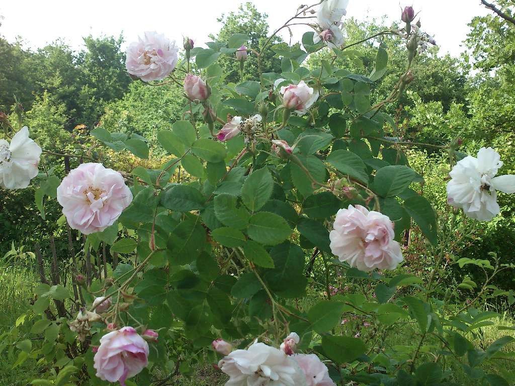 lancaster and york roses download free lancaster and york roses download free