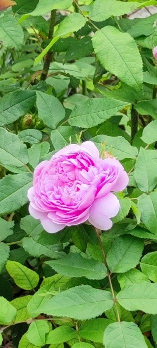 Jacques Cartier