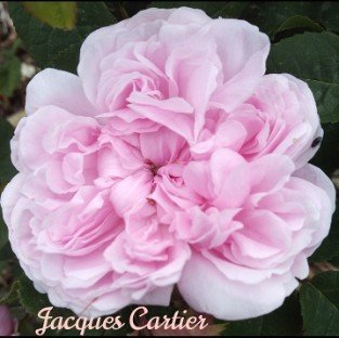 Jacques Cartier