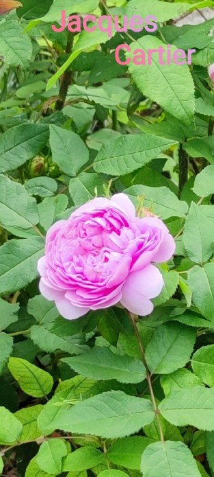 Jacques Cartier