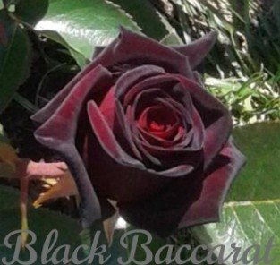 Black Baccara