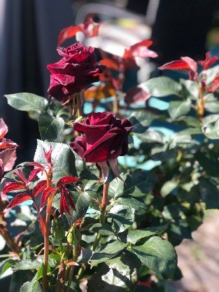 Black Baccara