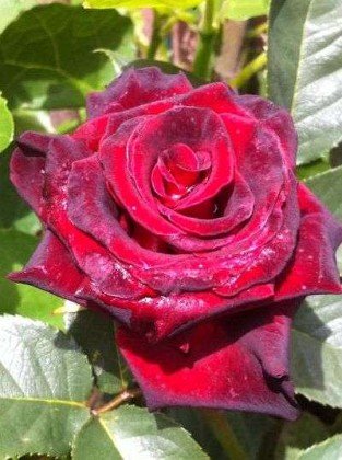 Black Baccara