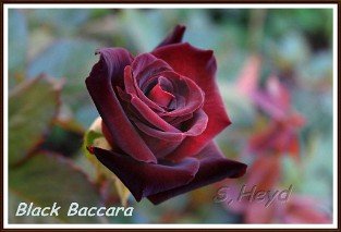 Black Baccara