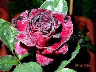 Black Baccara