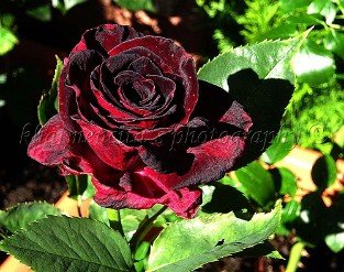 Black Baccara