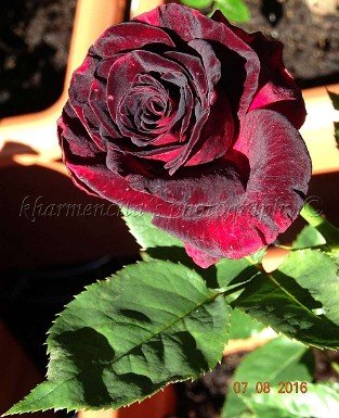 Black Baccara