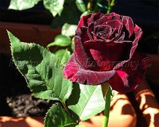Black Baccara