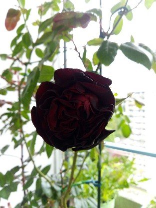 Black Baccara