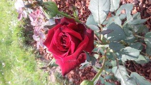 Black Baccara